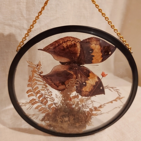 Vintage Other - Vintage Nature Display